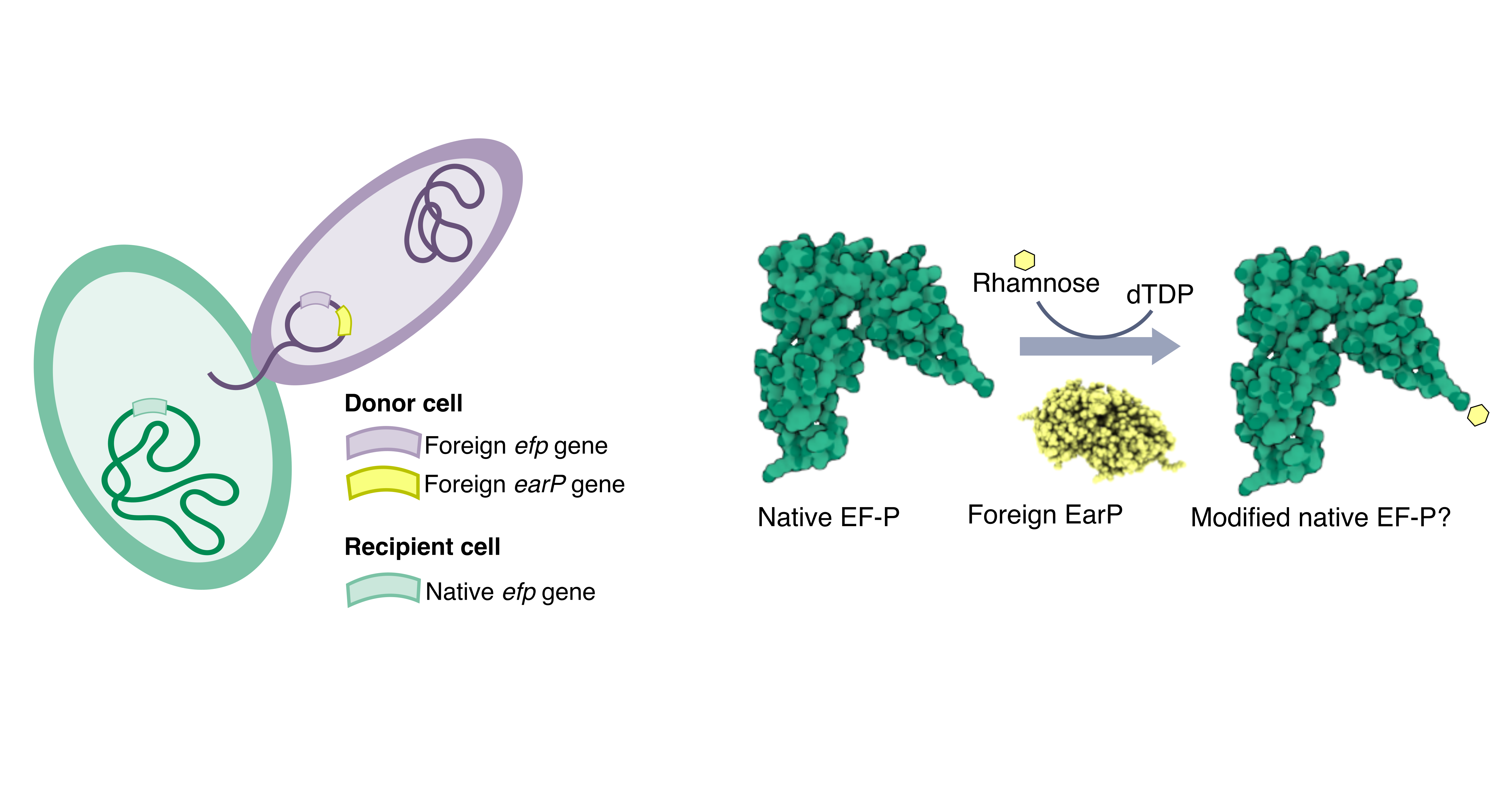 Hypothesis behind the paper